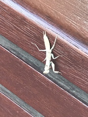 Tarachodes