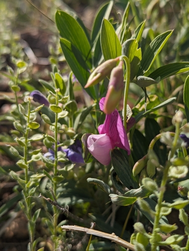 Image of Lathyrus eucosmus by (c) My-Lan Le, some rights reserved (CC BY)