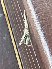 Tarachodes
