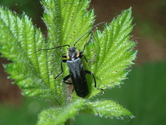Cantharis paradoxa