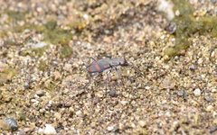 Cicindela sommeri