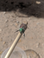 Paracotalpa