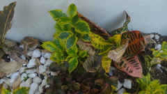 Codiaeum variegatum