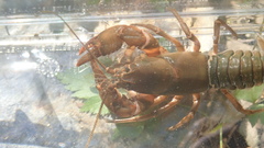 Cambarus conasaugaensis