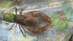 Cambarus conasaugaensis