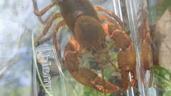 Cambarus conasaugaensis