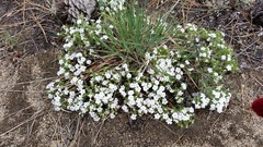 Phlox diffusa longistylis