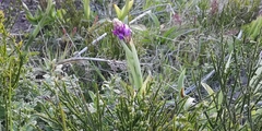 Orchis mascula scopulorum