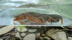 Cambarus conasaugaensis