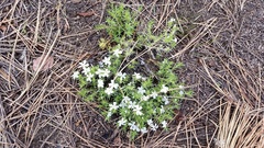 Phlox diffusa longistylis