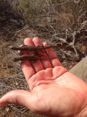 Aspidoscelis hyperythrus beldingi
