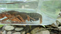 Cambarus conasaugaensis