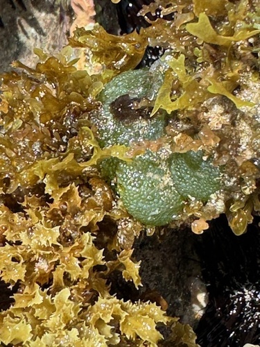 Dictyosphaeria versluysii observed 2024-05-05
