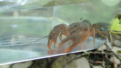Cambarus conasaugaensis