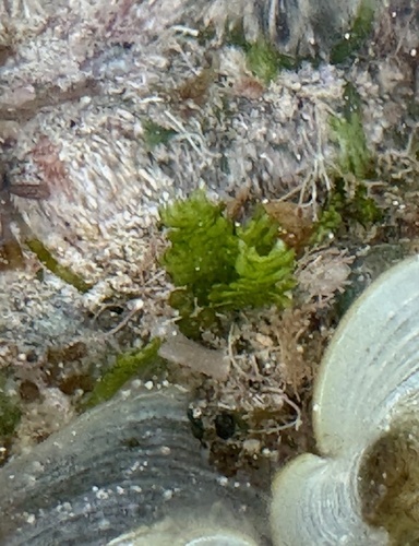 Caulerpa taxifolia, 2024-05-05