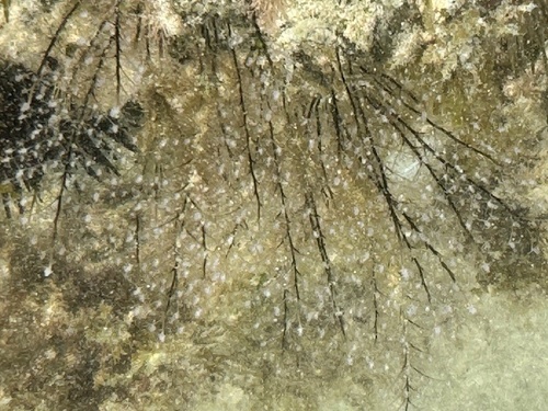 Pennaria disticha observed 2024-05-05