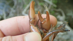 Cambarus conasaugaensis