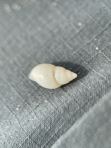 Clessiniola variabilis