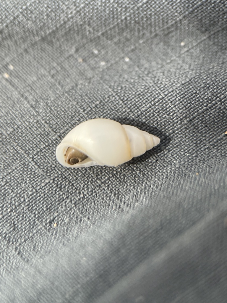 Clessiniola