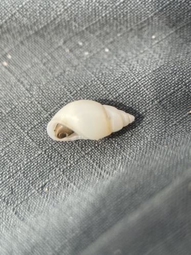 Clessiniola variabilis