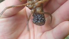 Cambarus conasaugaensis