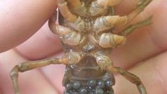 Cambarus conasaugaensis