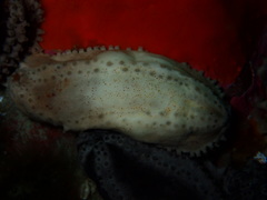 Cucumariidae
