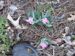 Silene hookeri