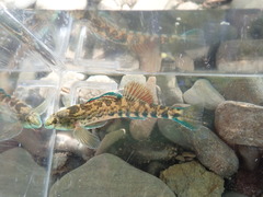 Etheostoma coosae
