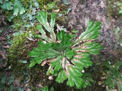 Selaginella pilifera