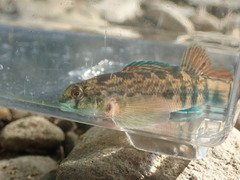Etheostoma coosae