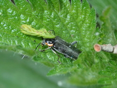 Cantharis paradoxa