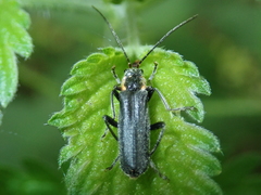 Cantharis paradoxa