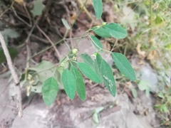 Euphorbia montereyana