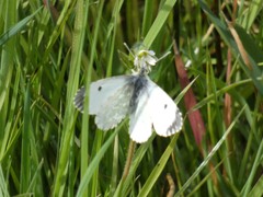 Anthocharis cardamines