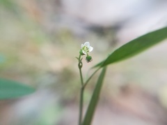 Euphorbia montereyana