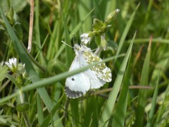 Anthocharis cardamines