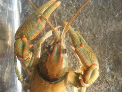Cambarus coosae