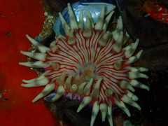 Anthostella stephensoni