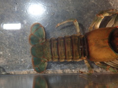 Cambarus coosae