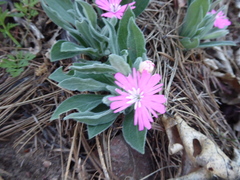 Silene hookeri