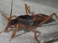 Ectomocoris elegans