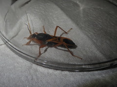 Ectomocoris elegans