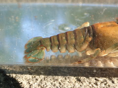 Cambarus coosae