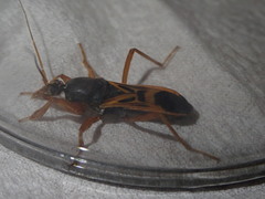 Ectomocoris elegans