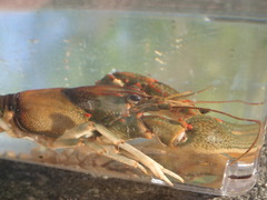Cambarus coosae