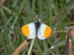 Anthocharis cardamines