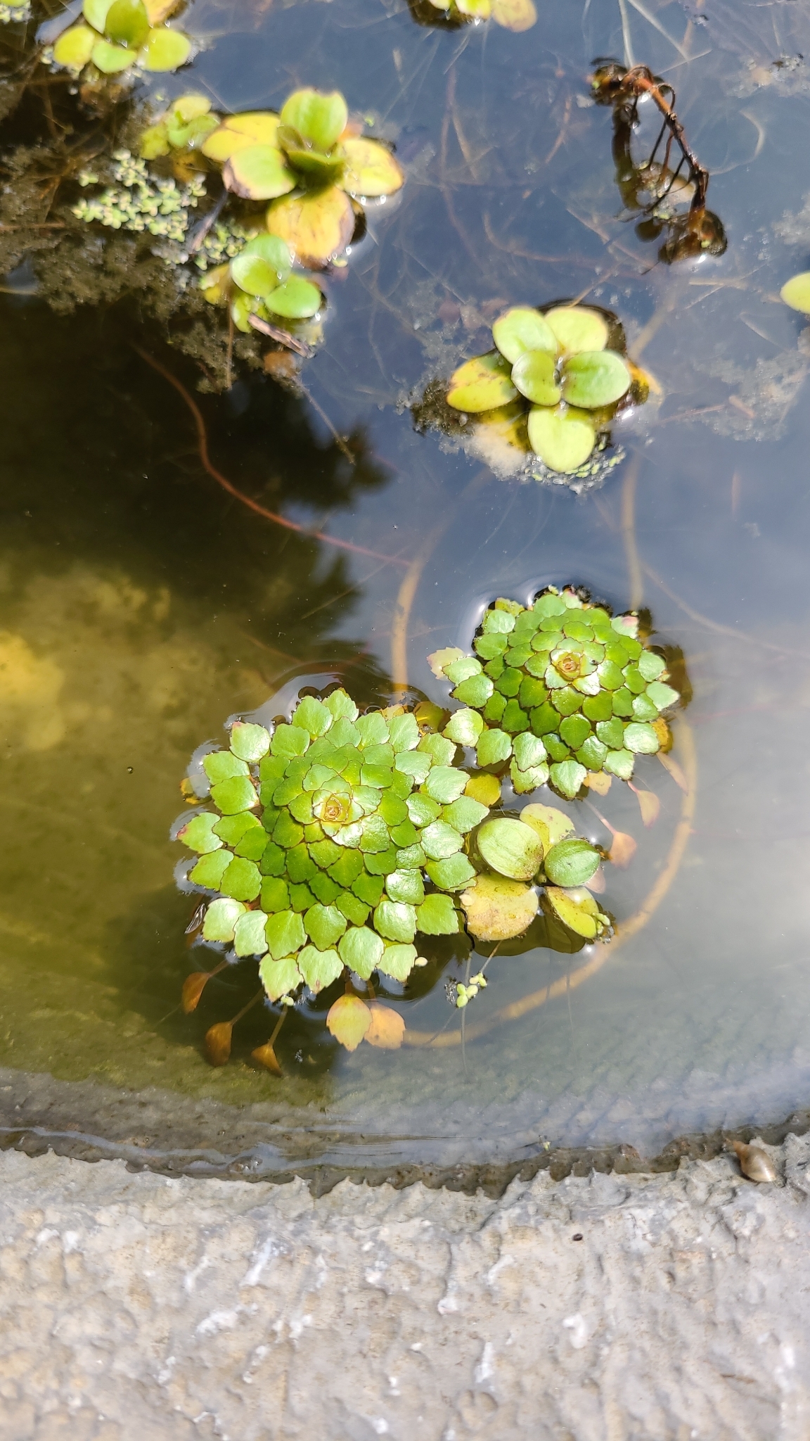 Ludwigia sedioides — ảnh 3
