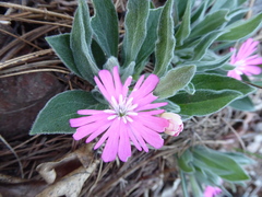 Silene hookeri