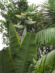 Phenakospermum guyannense